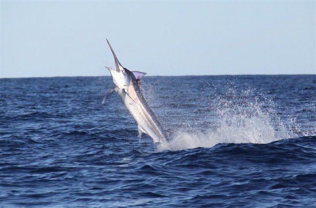 Andy Mac's first marlin